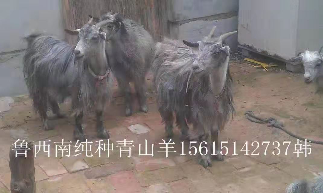 濟寧青山羊圖片/濟寧青山羊樣板圖 (3)