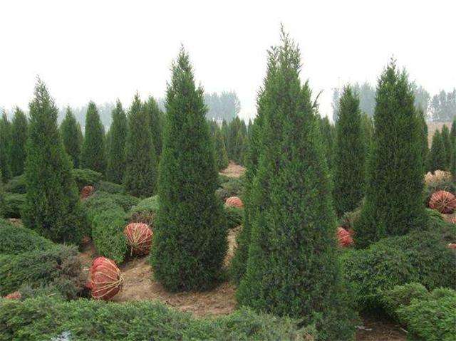 湖南塔柏圖片/湖南塔柏樣板圖 (4)