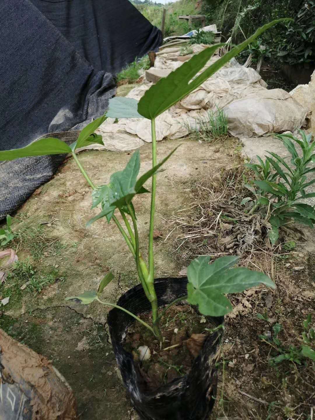 八角金盤圖片/八角金盤樣板圖 (2)