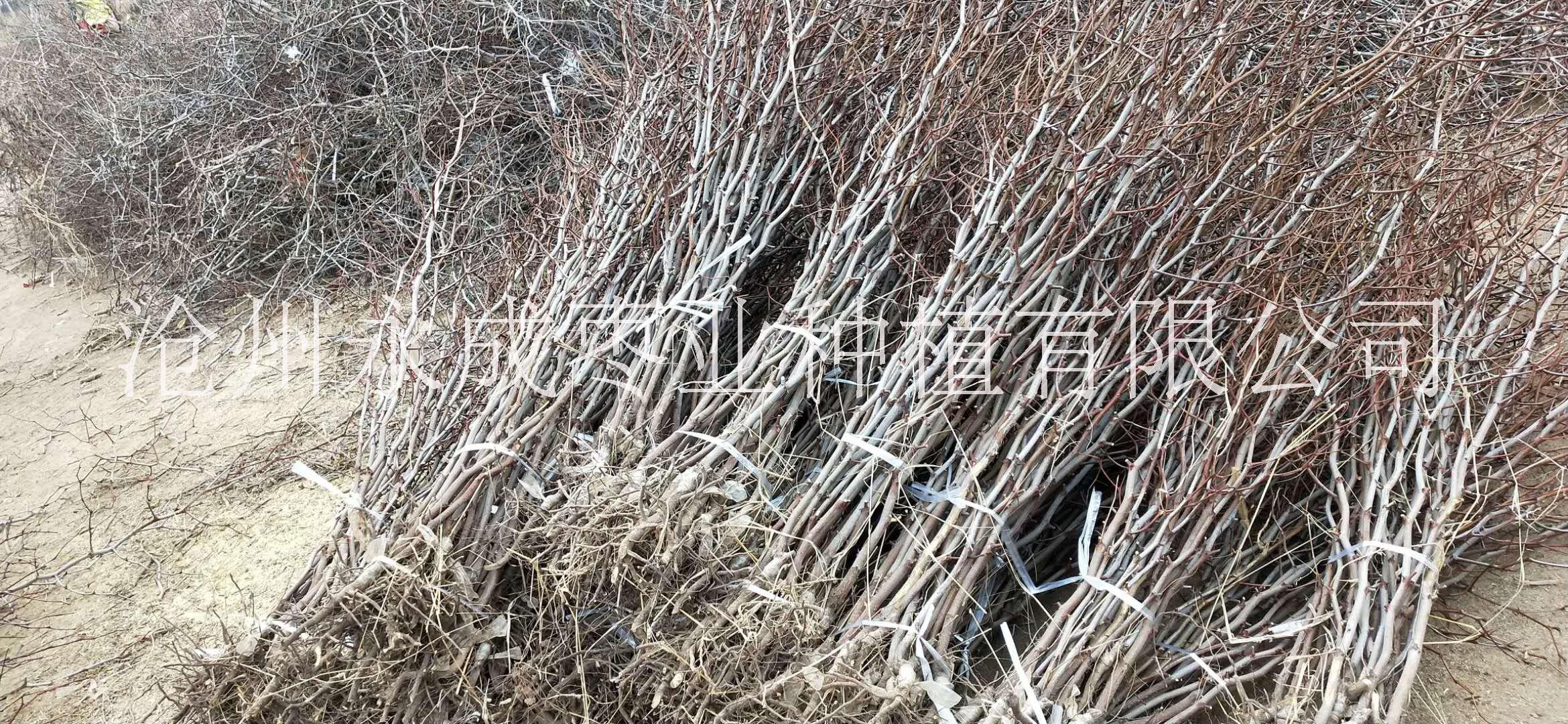 金絲紅棗圖片/金絲紅棗樣板圖 (1)