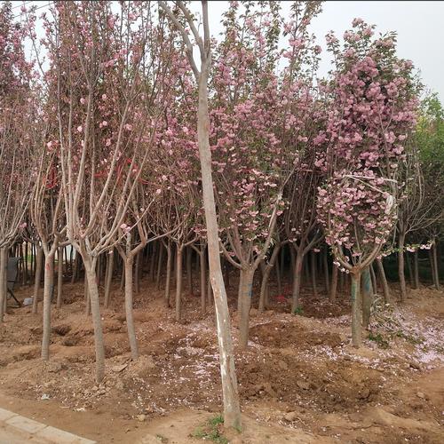 長沙櫻花圖片/長沙櫻花樣板圖 (4)