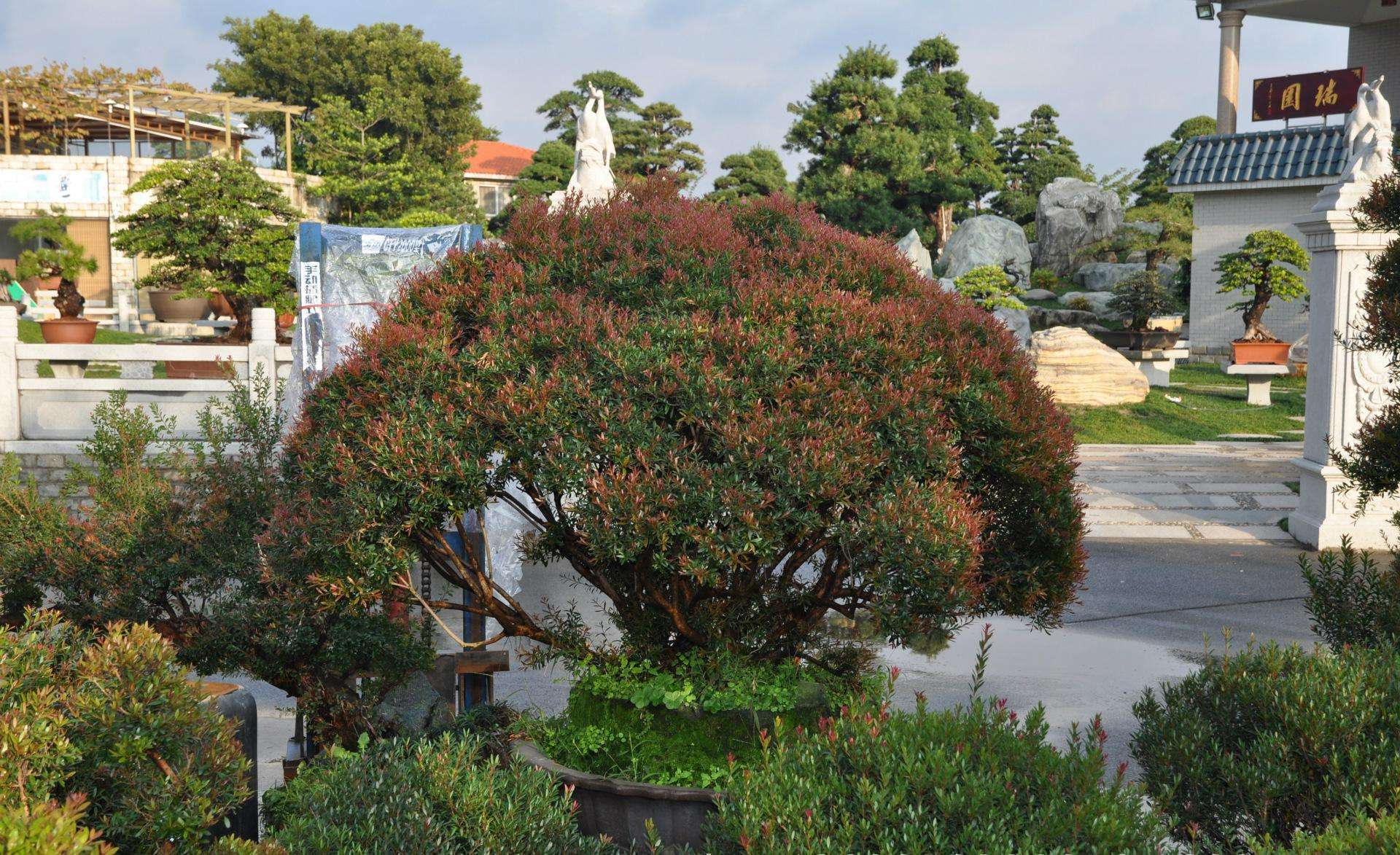 小葉赤楠圖片/小葉赤楠樣板圖 (2)