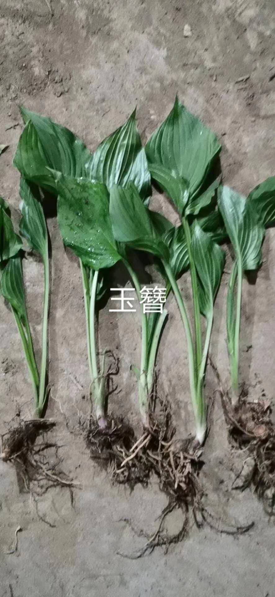 玉簪圖片/玉簪樣板圖 (1)