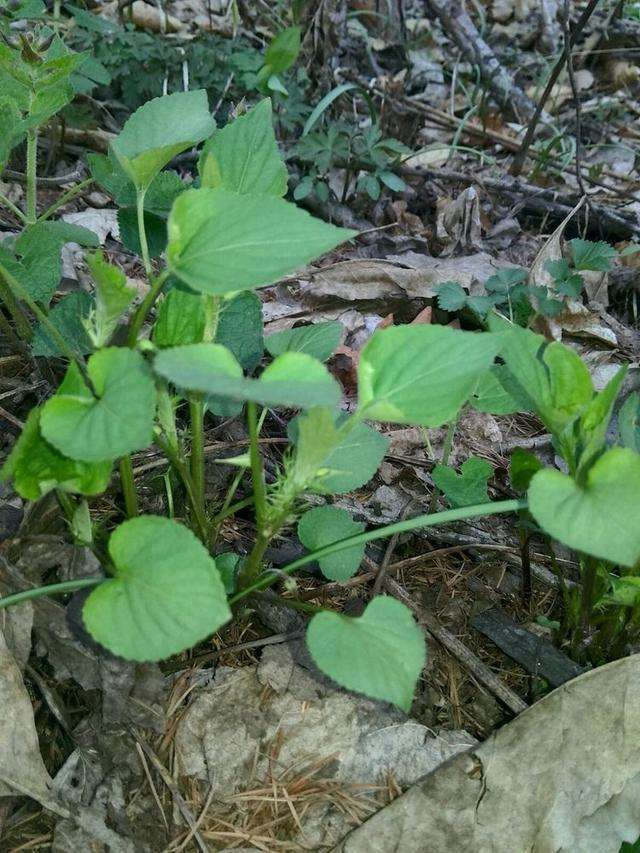 湖南川明参种苗种植基地、批发报价、供应商【苍溪县久亿苗木有限公司】图片