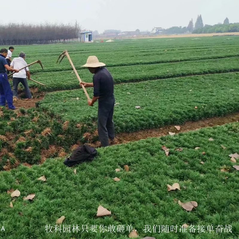 矮麦冬草 矮麦冬 日本矮麦冬