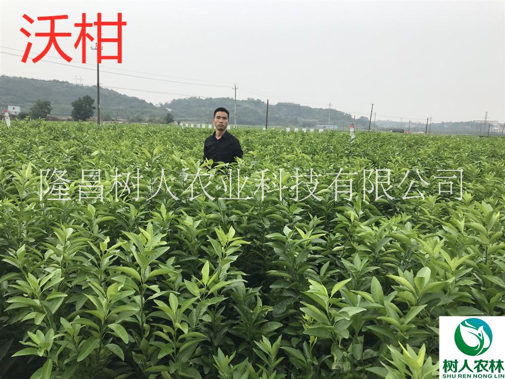 沃柑圖片/沃柑樣板圖 (1)