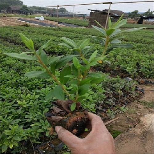 毛杜鹃@福建苗木种植直销地被苗毛杜鹃量大从优图片