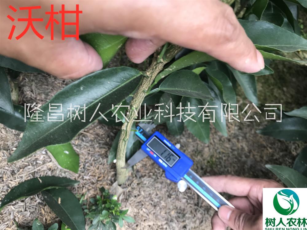 沃柑圖片/沃柑樣板圖 (3)