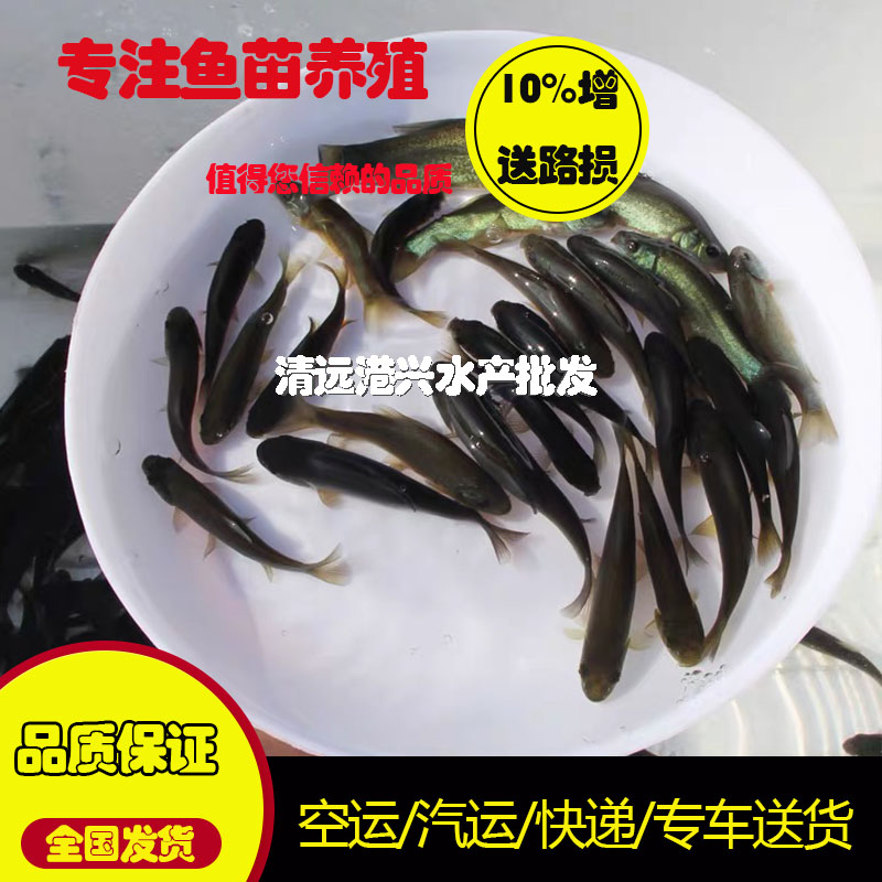 丁桂魚苗圖片/丁桂魚苗樣板圖 (2)
