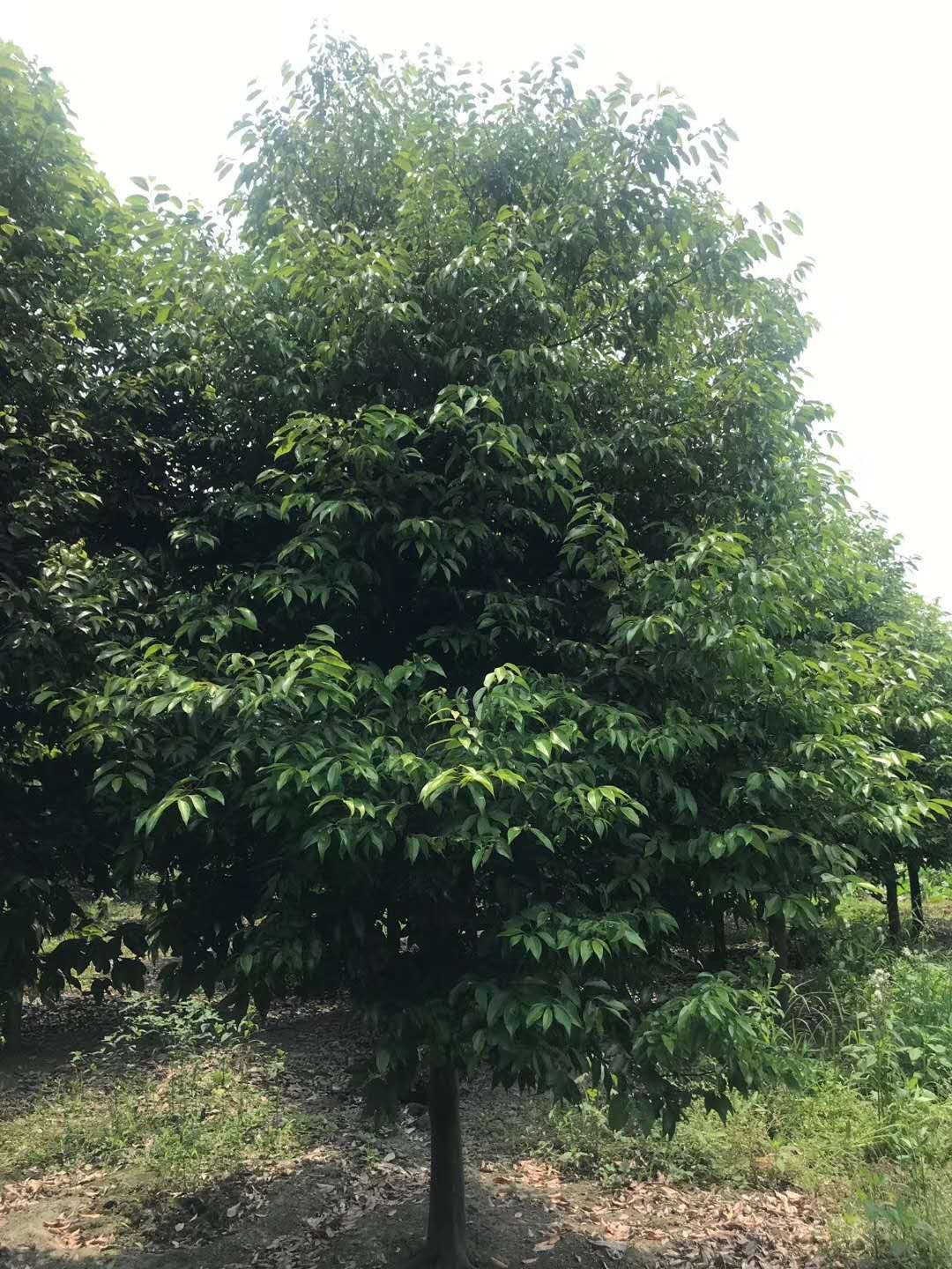 天竺桂定制@批發(fā)@廠家直銷