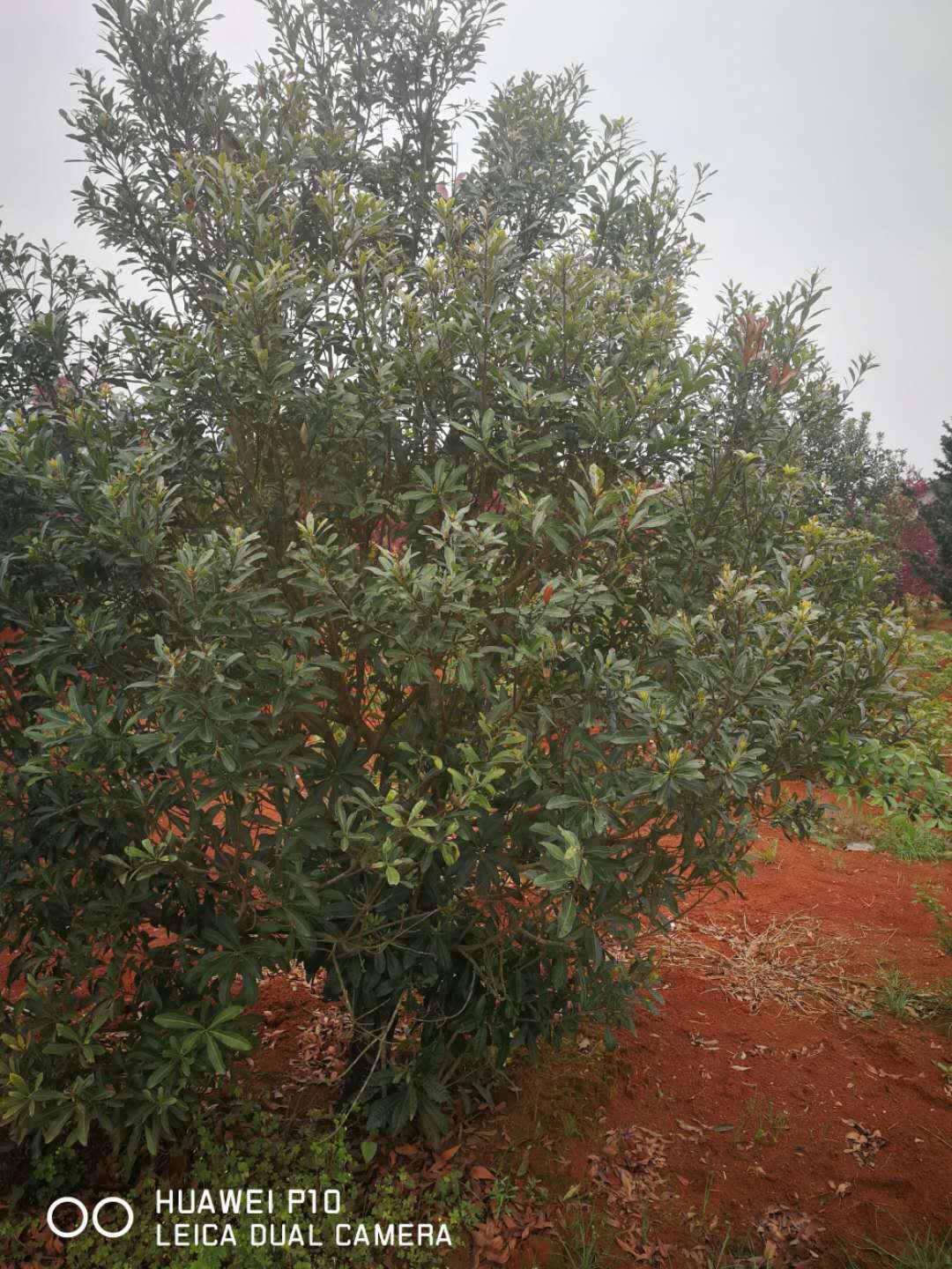 众生杨梅苗木基地-价格-厂家【湖南雨薇工程有限公司】图片