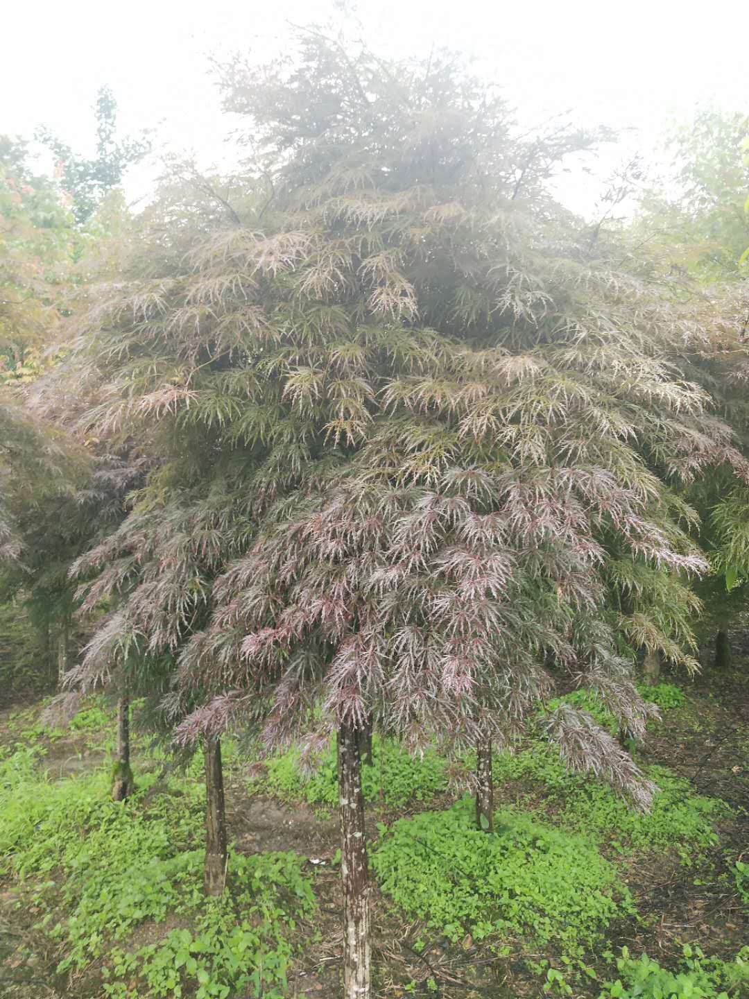 紅楓圖片/紅楓樣板圖 (4)