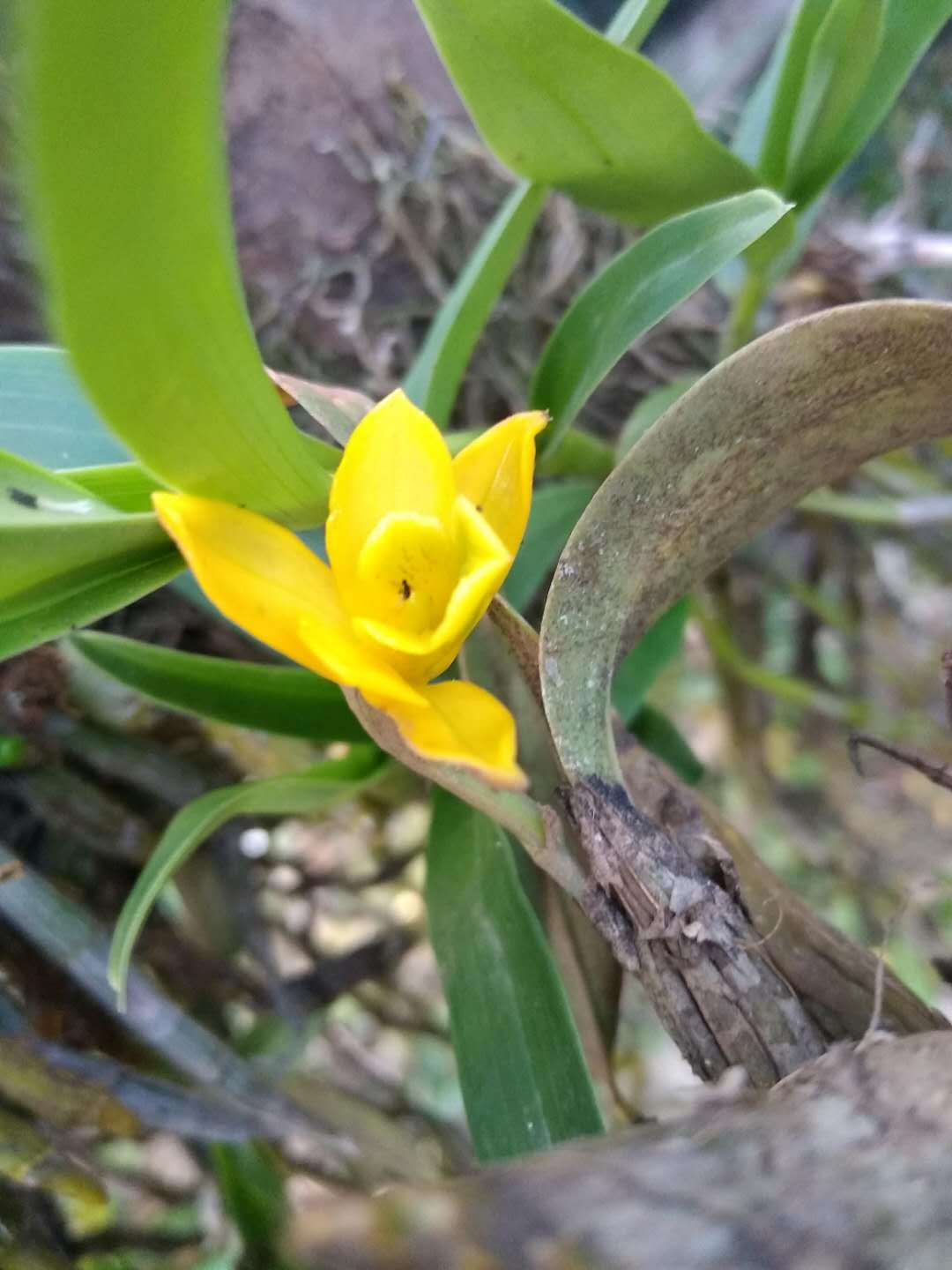 翅梗石斛批发-种植基地-价格-大量供应图片