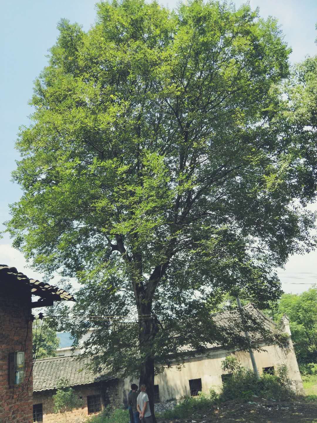 樸樹圖片/樸樹樣板圖 (4)