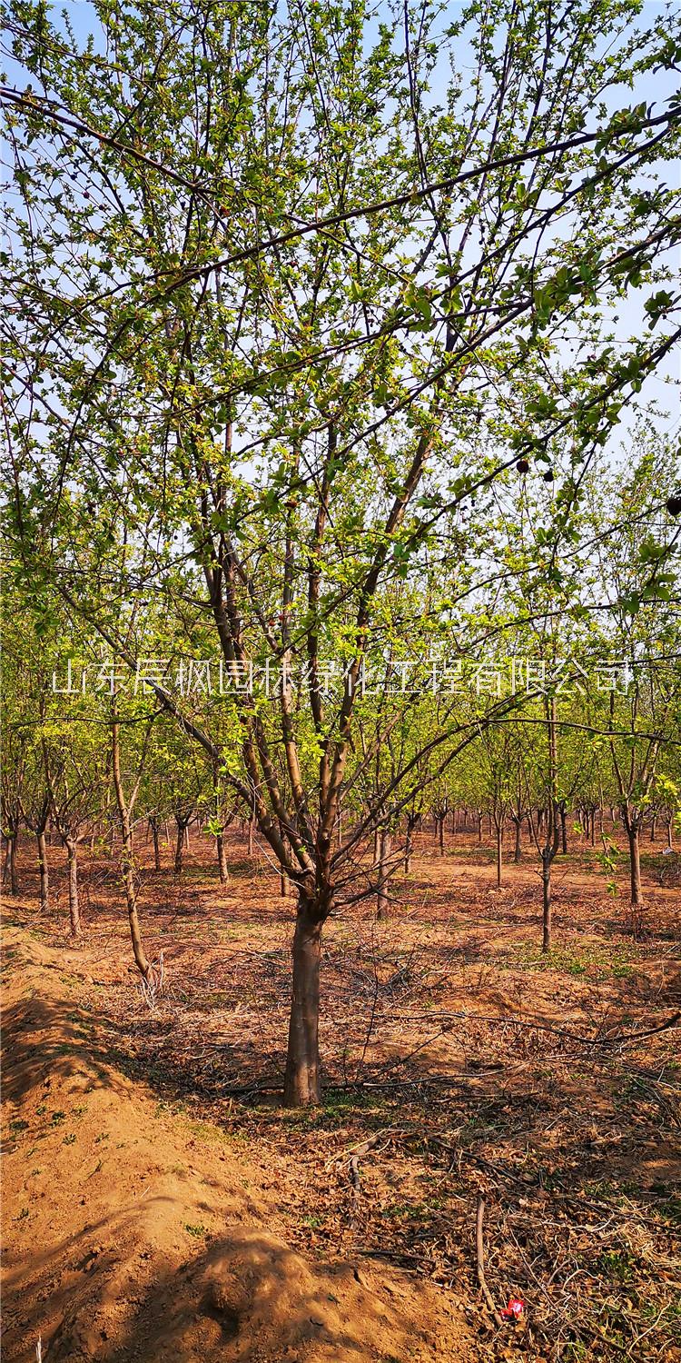 12公分冬紅海棠圖片