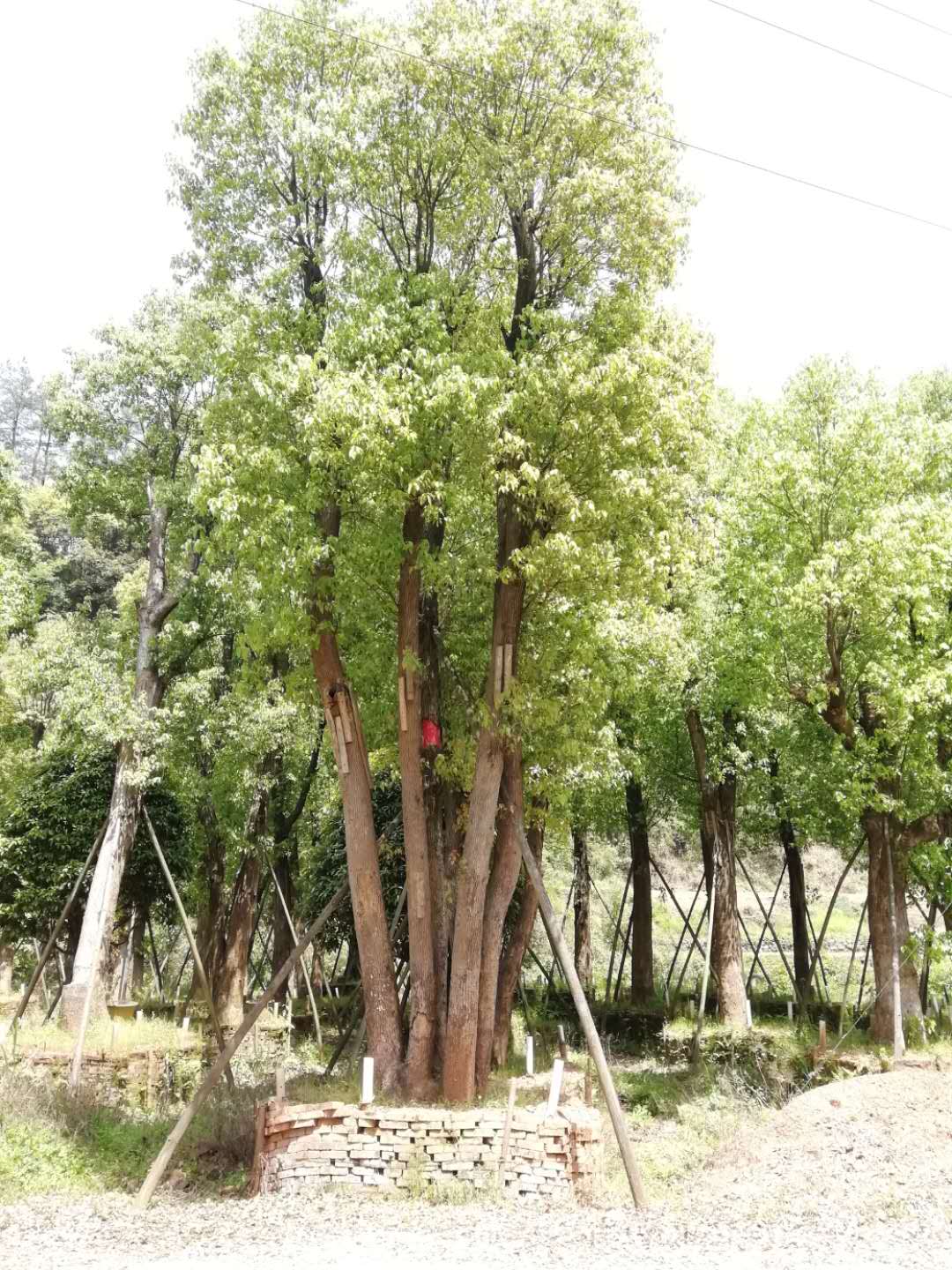 湖南香樟基地 丛生香樟价格