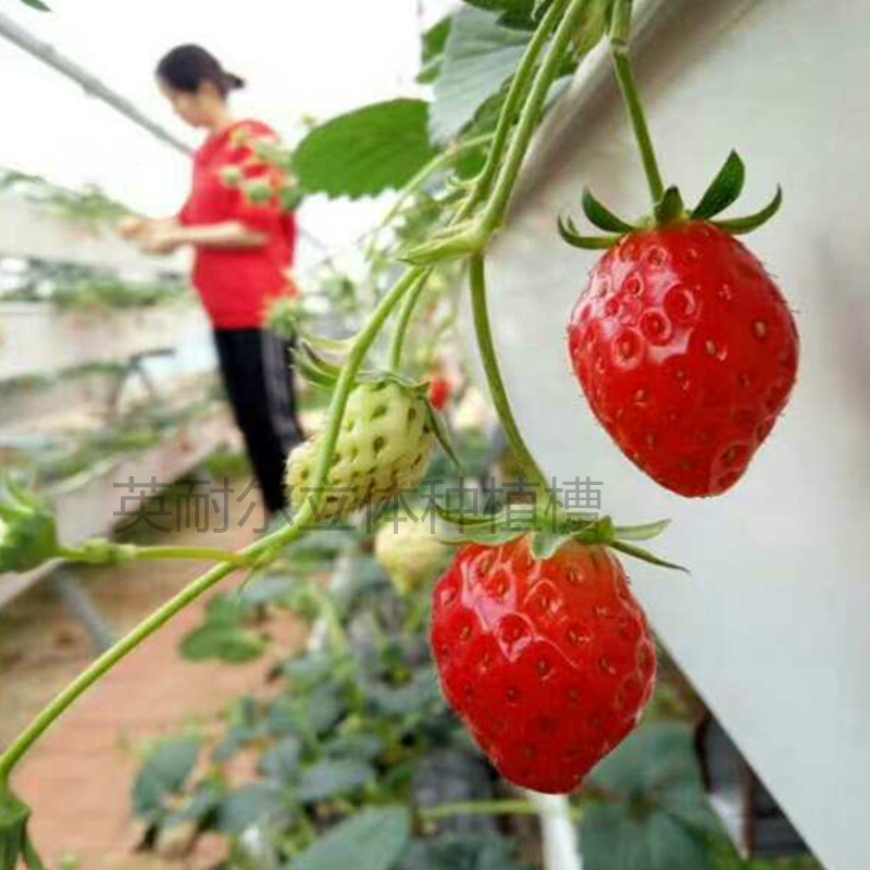 立體種植槽圖片/立體種植槽樣板圖 (4)