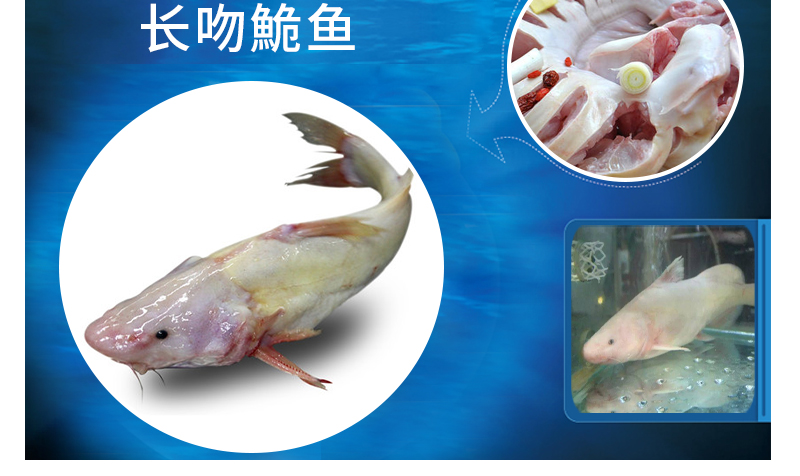 長(zhǎng)吻鮠魚批發(fā)圖片/長(zhǎng)吻鮠魚批發(fā)樣板圖 (2)