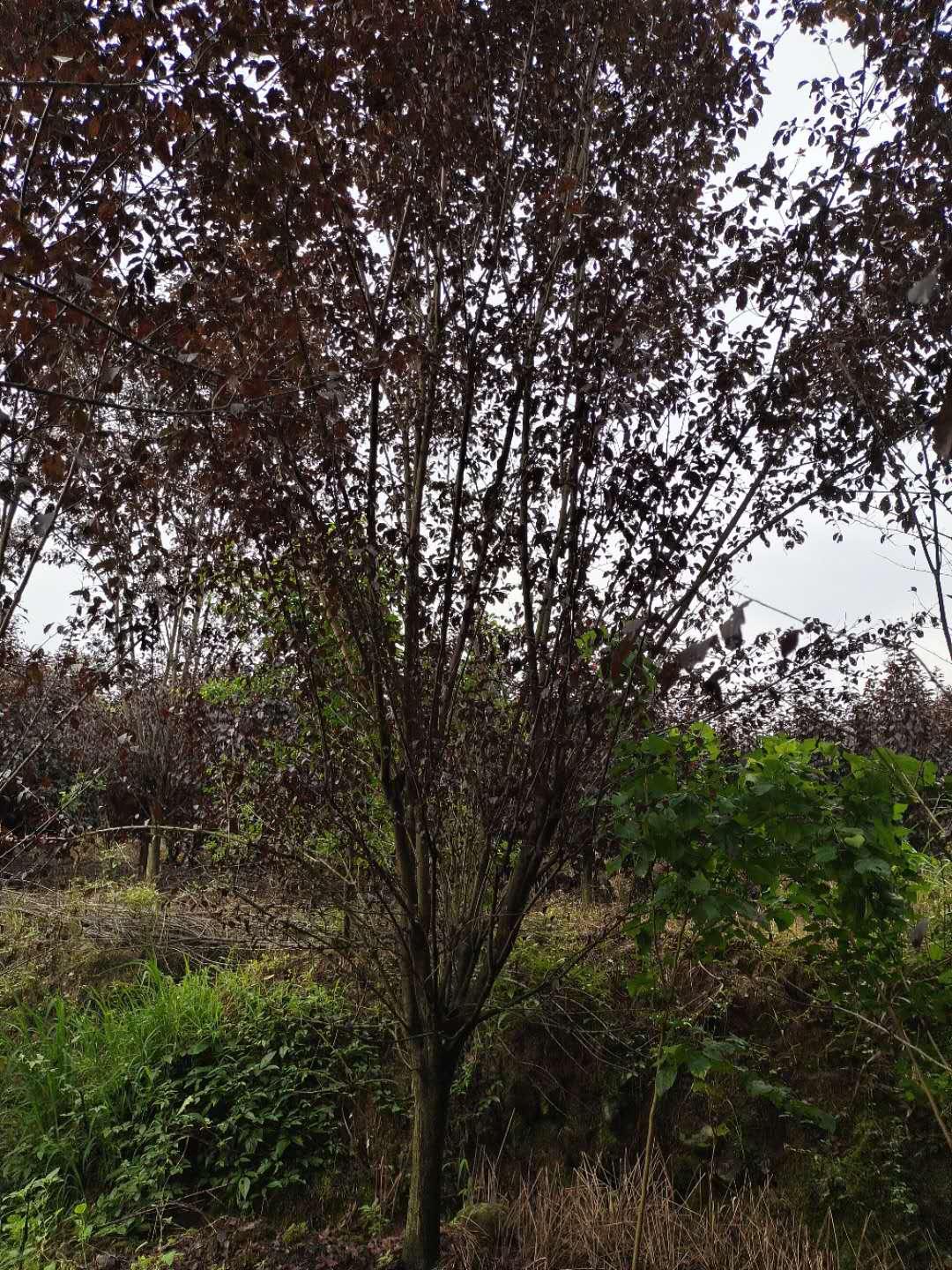 紅梅和紫葉李圖片/紅梅和紫葉李樣板圖 (3)