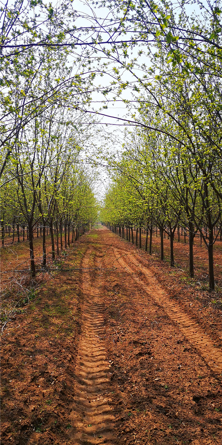 10公分冬紅海棠圖片