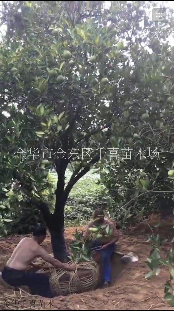 胡柚圖片/胡柚樣板圖 (3)