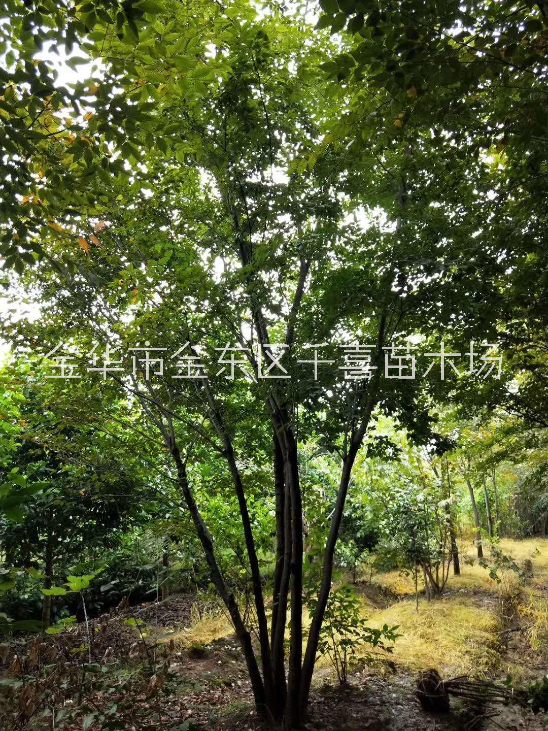 浙江叢生櫸樹圖片
