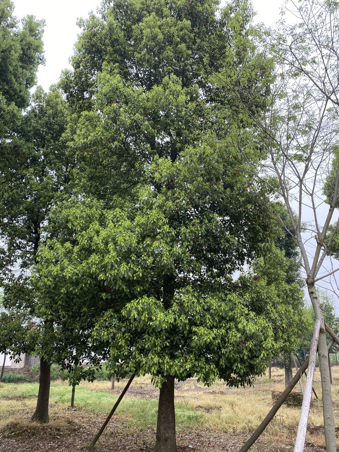 益阳市赫山区春华种植专业合作社