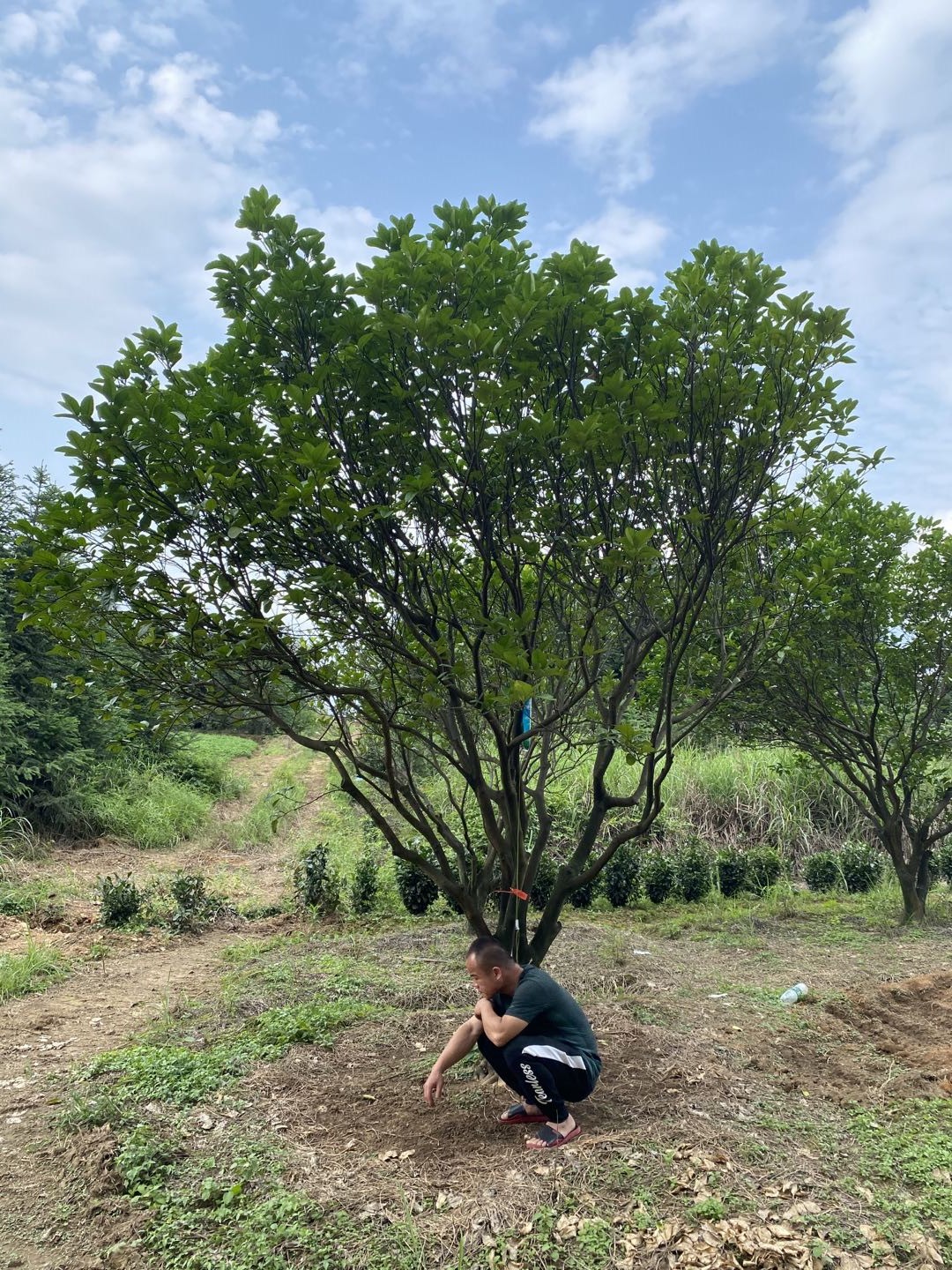 廣東叢生柚子樹(shù)種植基地、價(jià)錢、產(chǎn)地*、批發(fā)【湖南省益陽(yáng)市綠茵苗木有限公司】