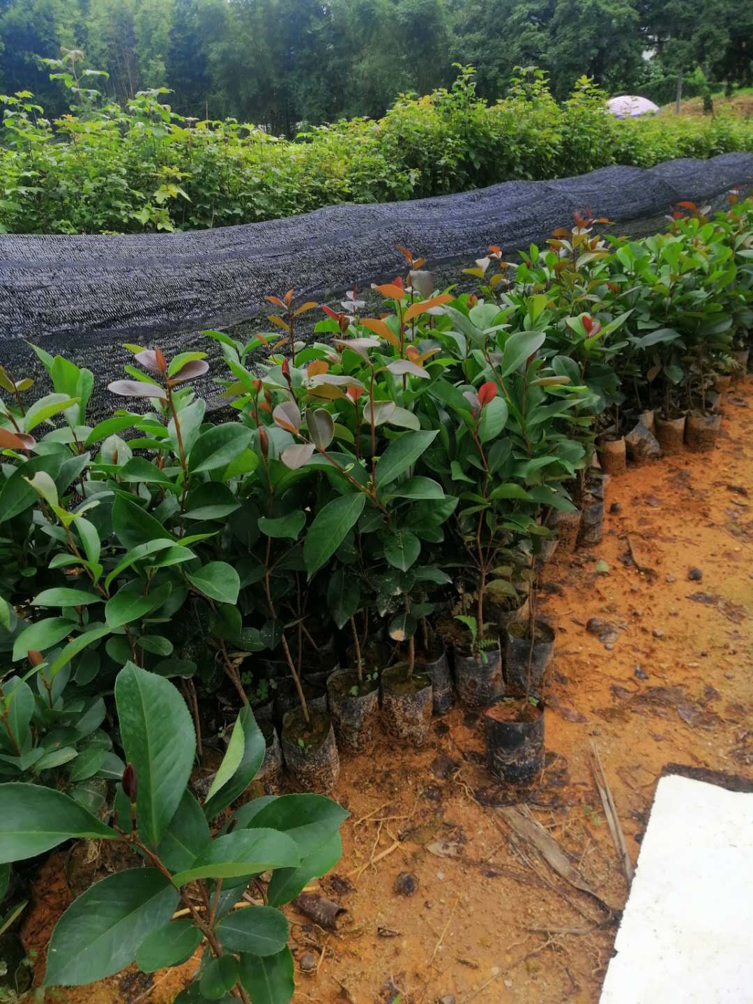 白花油茶 油茶种子大果红花油茶种子白花油茶白花油茶 油茶种子大果红花油茶种子白花油茶图片