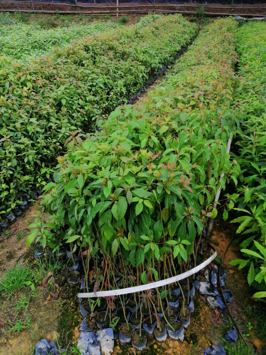 香樟苗 香樟苗木 小叶香樟园林基地 香樟苗基地