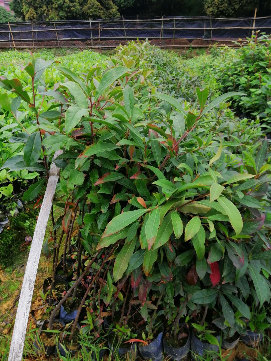 廣州香樟苗批發(fā)圖片/廣州香樟苗批發(fā)樣板圖 (4)