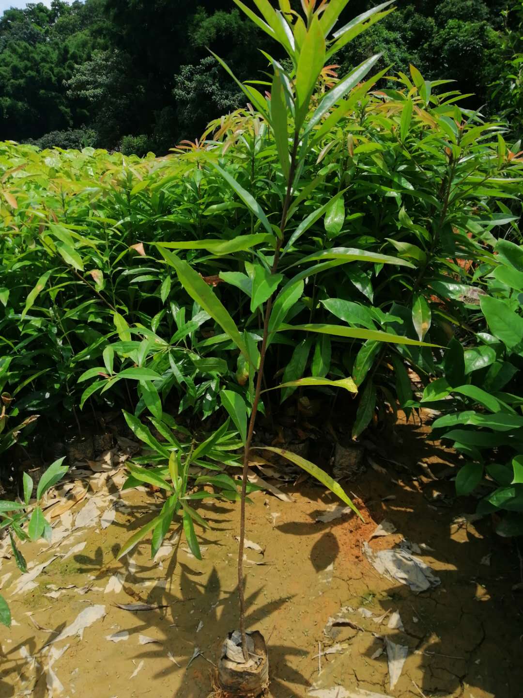 木荷圖片/木荷樣板圖 (1)