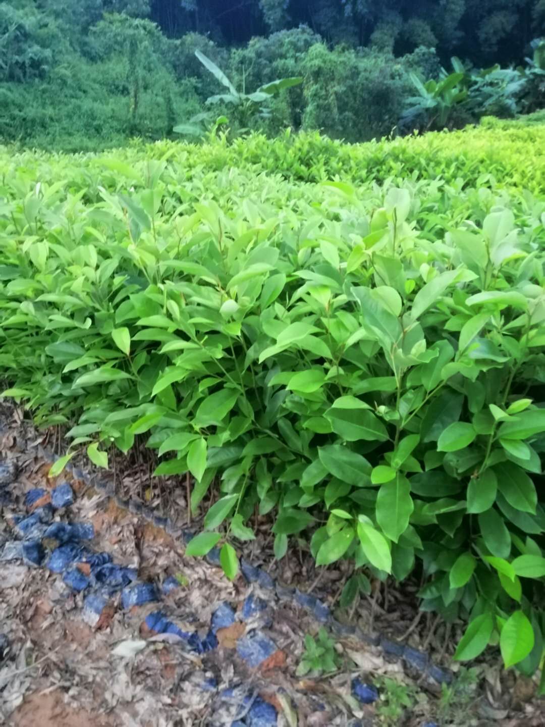 火力南-培植基地-价格   火力南培植基地