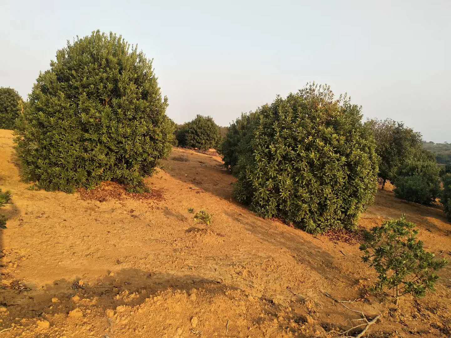 湖南杨梅球种植基地、产地直供、价格、批发【江西九江千叶园林绿化苗木基地】图片