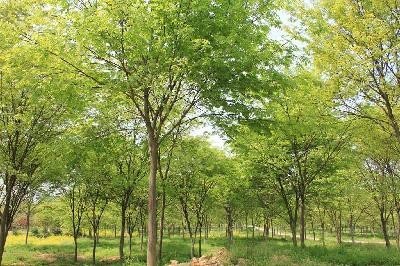 櫸樹圖片/櫸樹樣板圖 (4)