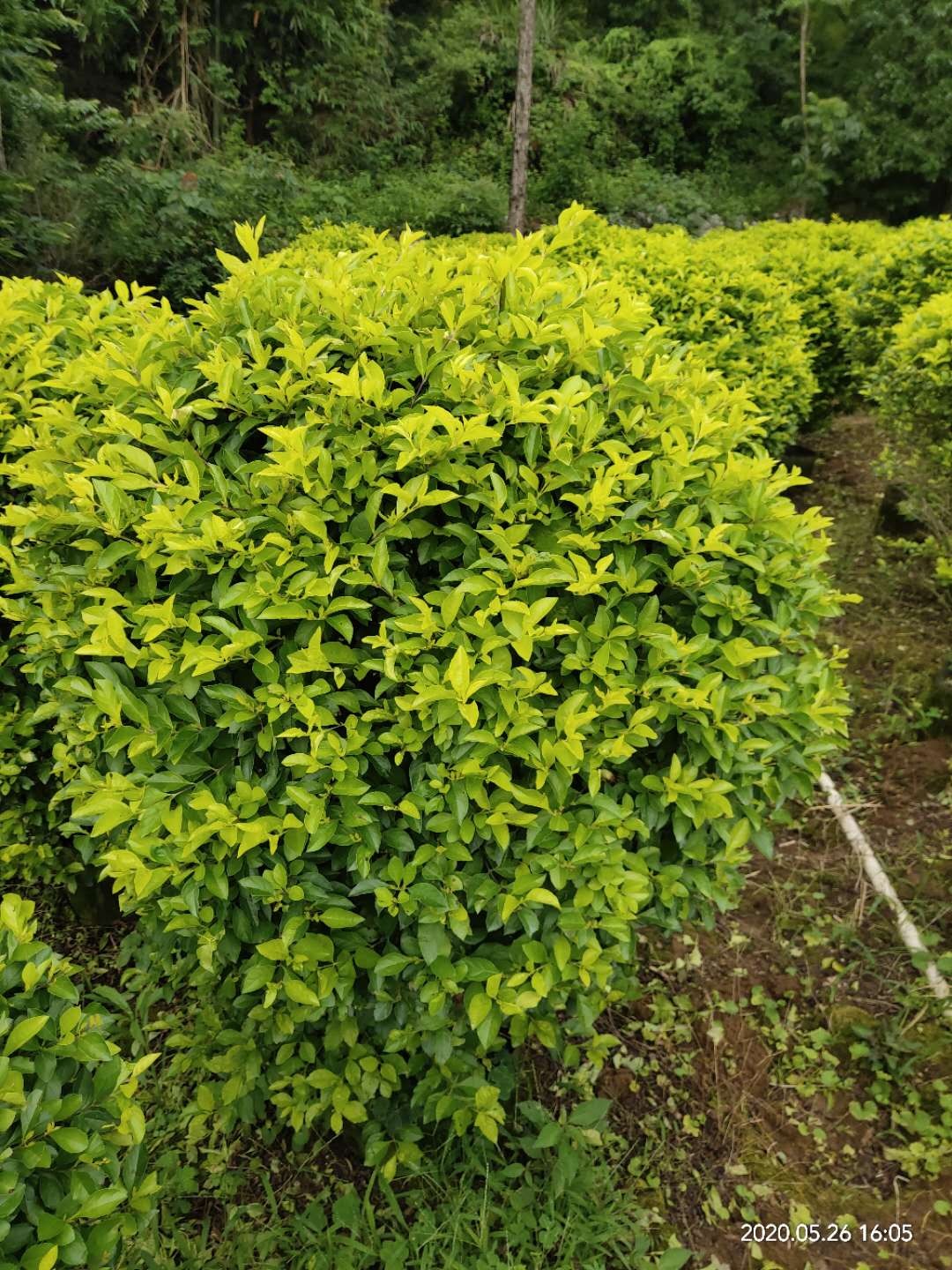 南宁市黄素梅球(黄金叶球)种植基地 直销 批发价格图片