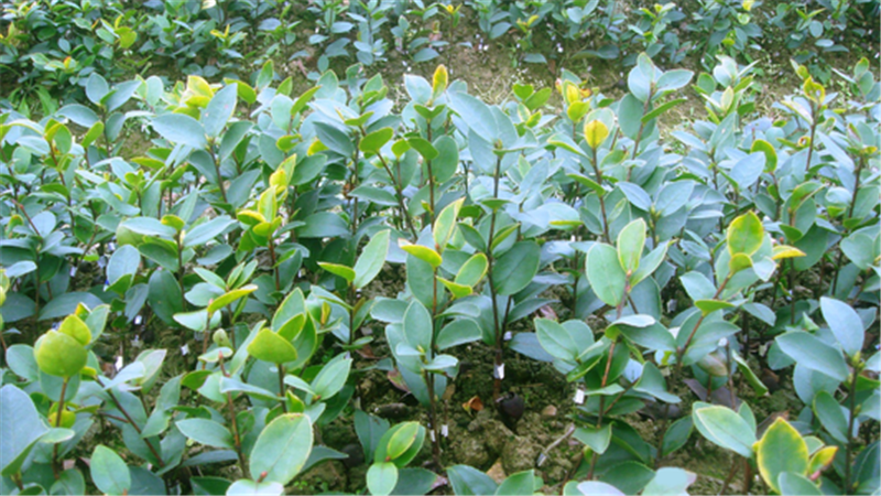 油茶树苗种植基地、批发、价格【江西省丰城市白土镇岗霞村油茶苗合作社】图片