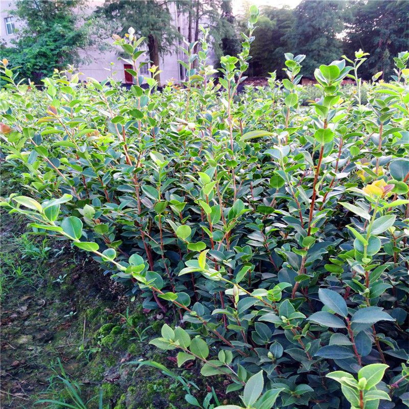 江西油茶苗培育中心图片