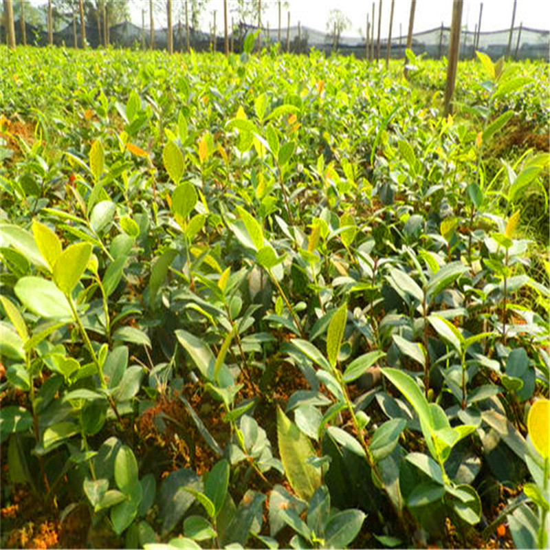 高产油茶苗高产油茶苗种植基地、批发、价格【江西省丰城市白土镇岗霞村油茶苗合作社】