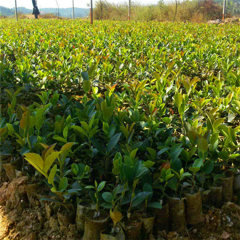 江西油茶种植江西油茶种植、培育技术、大量供应【江西省丰城市白土镇岗霞村油茶苗合作社】