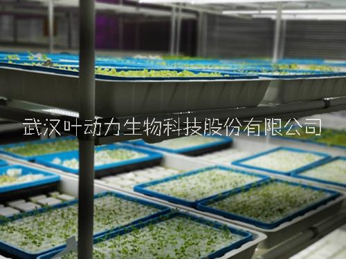 武汉叶动力 植物工厂 植物生长室 智慧农业设施 项目方案设计 技术指导 工程施工规划图片