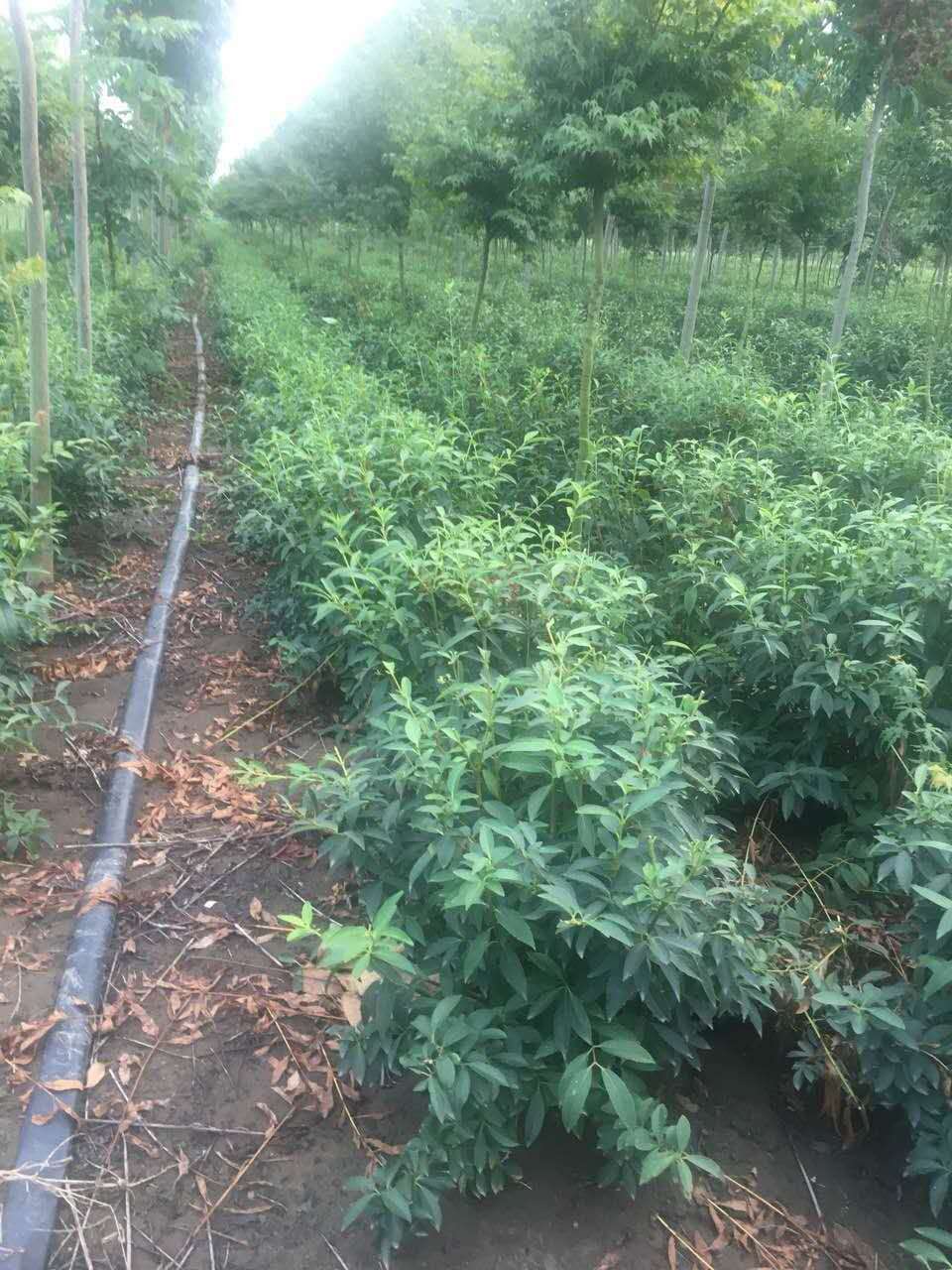 連翹圖片/連翹樣板圖 (3)