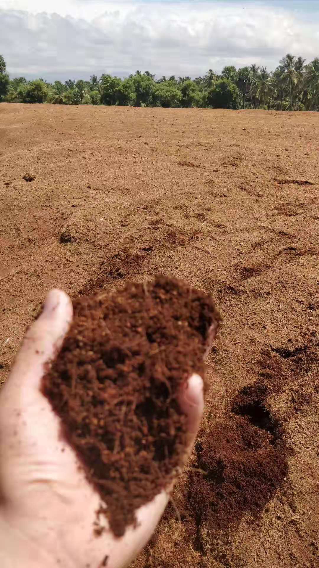 供应 进口椰糠基质栽培花卉草莓无土栽培图片