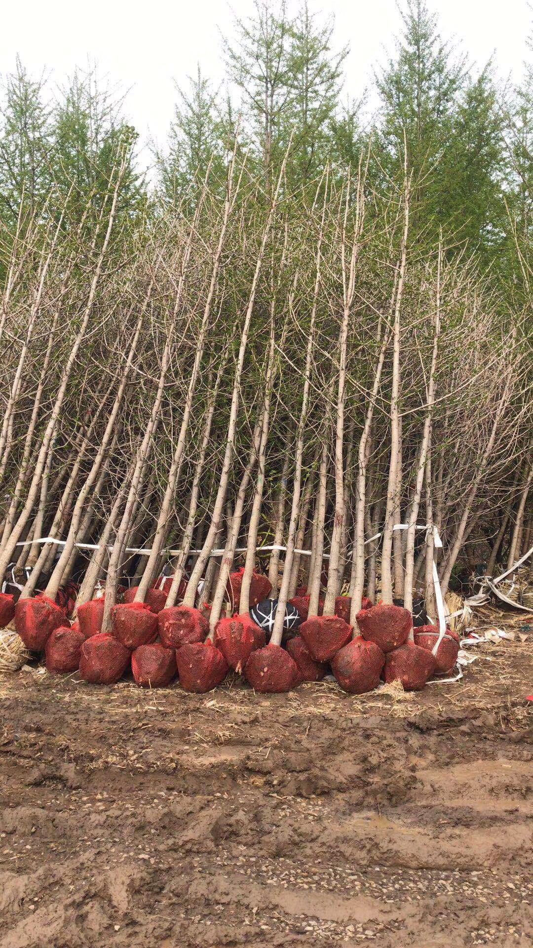 山东40公分银杏树基地、直销、价格、批发【邳州市源鸿绿化工程有限公司】图片