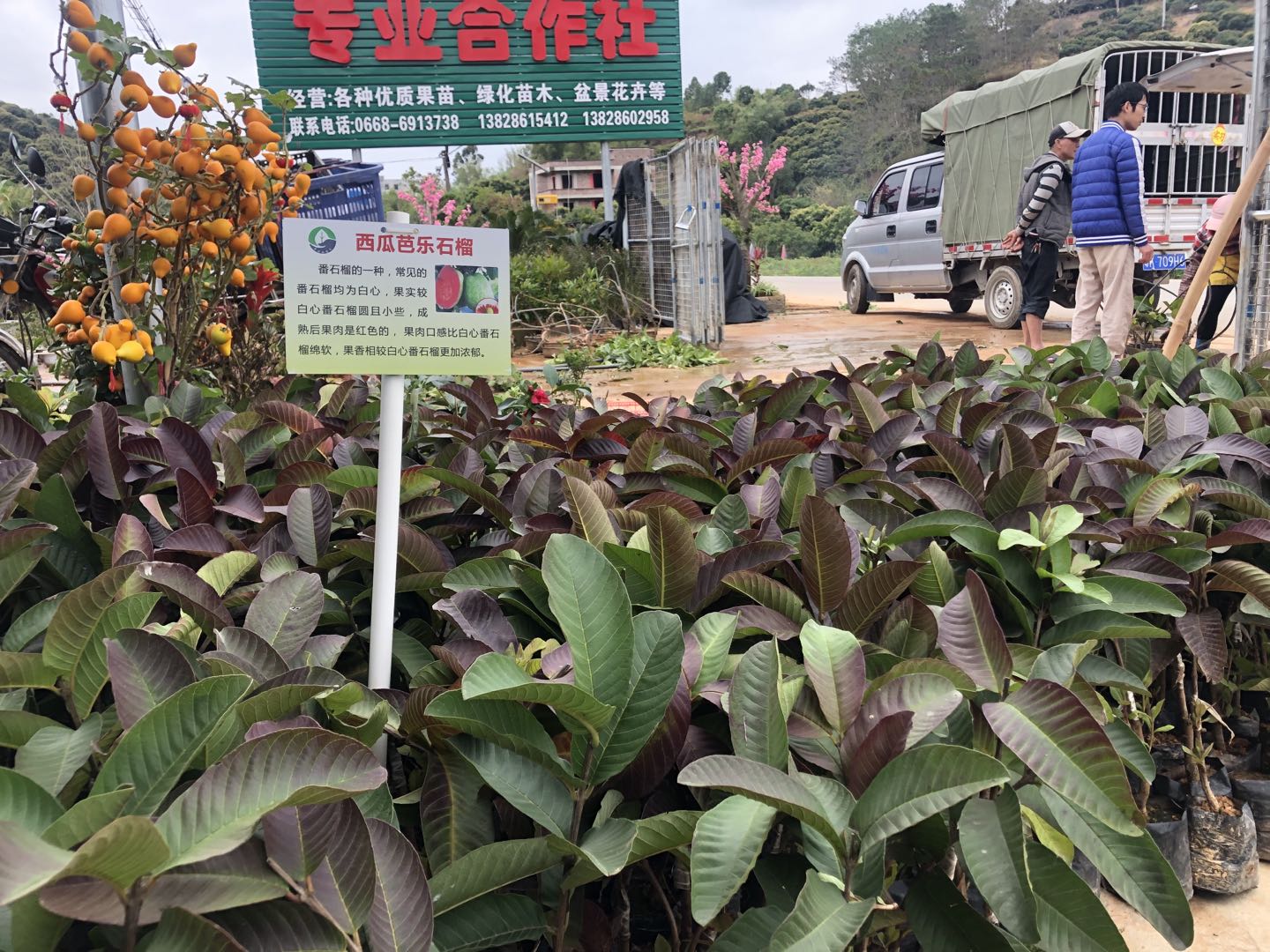 茂名高州西瓜芭乐石榴苗基地、批发、价格【高州市茂北果苗合作社】图片