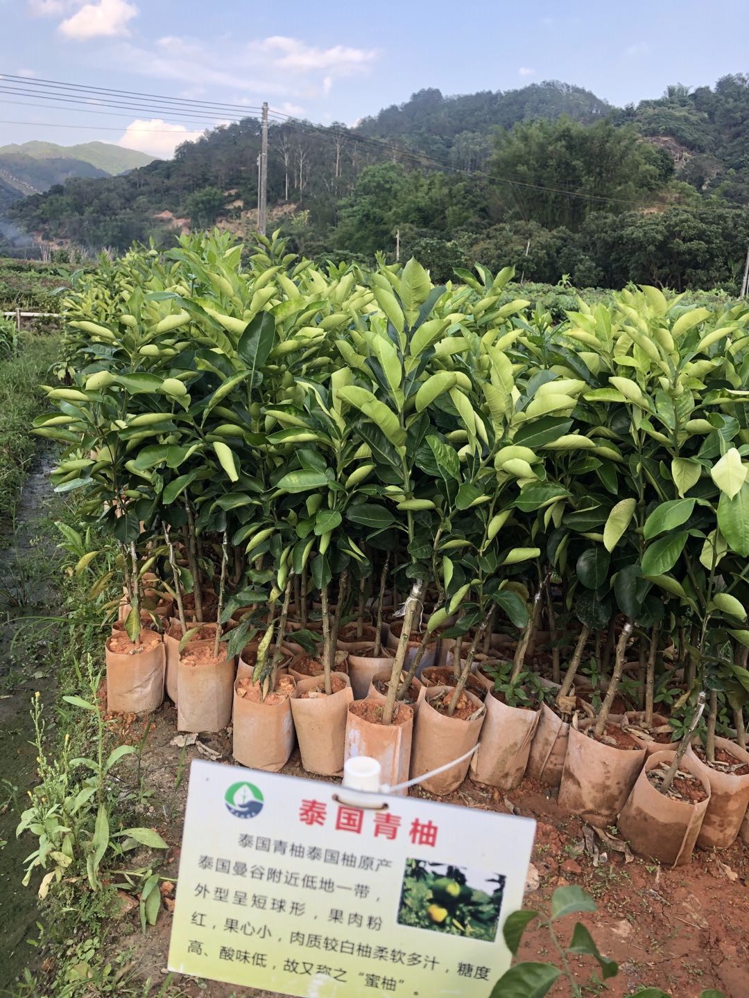 茂名高州泰国青柚苗基地、批发、价格【高州市茂北果苗合作社】图片