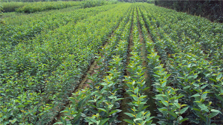 甜茶苗圖片