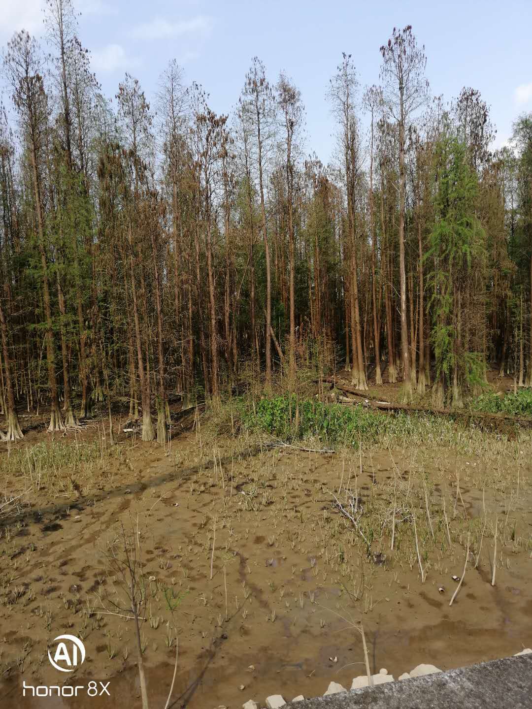 江门市落羽杉多少钱厂家江门落羽杉种植基地_广东江门落羽杉价格_落羽杉销售电话_落羽杉多少钱