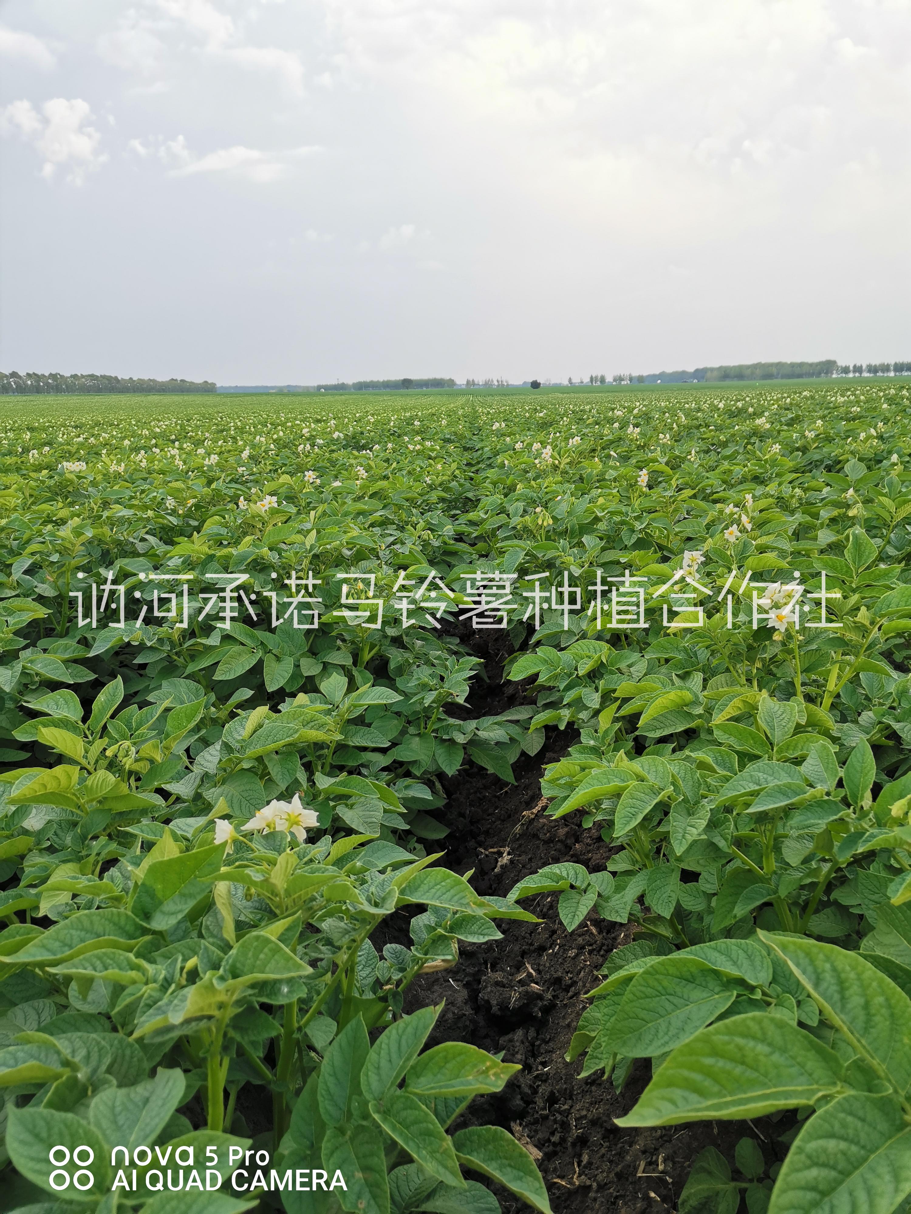 荷蘭14馬鈴薯代收圖片