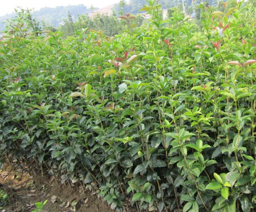 桂花小苗圖片/桂花小苗樣板圖 (3)